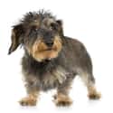 Wire Hair Dachshund on Random Best Dogs for Allergies