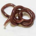 Giant Kidney Worm on Random Scariest Animals in the World