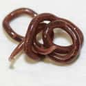Giant Kidney Worm on Random Scariest Animals in the World