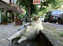 My Bus Is Late Again on Random Greatest Pictures of Animals Sitting Like People