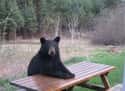 Four Courses Or The Tent Gets It on Random Greatest Pictures of Animals Sitting Like People