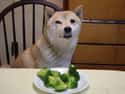 Tell The Kid To Eat It on Random Greatest Pictures of Animals Sitting Like People