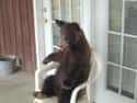 I'm Ready For You This Time, Goldilocks on Random Greatest Pictures of Animals Sitting Like People