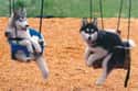 Playground Buddies on Random Greatest Pictures of Animals Sitting Like People