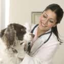 Veterinarian on Random Jobs That Are the Most Beneficial to Society