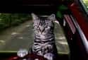 Toonces the Driving Cat on Random Best Saturday Night Live Sketches of the 80s