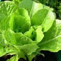 Butter Lettuce on Random Best Things to Put in a Salad