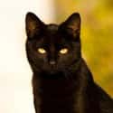 Black Cat Crossing Your Path is listed (or ranked) 18 on the list The Superstitions You Secretly Believe
