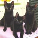 Bad News Comes in Threes is listed (or ranked) 4 on the list The Superstitions You Secretly Believe