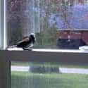 Bird in the House Is a Sign of... is listed (or ranked) 36 on the list The Superstitions You Secretly Believe