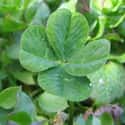 Four-Leaf Clover is listed (or ranked) 3 on the list The Superstitions You Secretly Believe