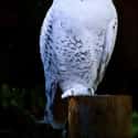 Owls Hooting is listed (or ranked) 34 on the list The Superstitions You Secretly Believe