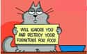 A Cat's Mission Statement on Random Greatest Viral Images About Cat Ownership