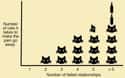 Cat Vs. Relationship Success Chart on Random Greatest Viral Images About Cat Ownership