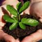 Environmental Science is listed (or ranked) 17 on the list What Was (or Is) Your Major?