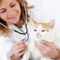 Pre-Veterinary is listed (or ranked) 34 on the list What Was (or Is) Your Major?