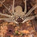 Cave Spider on Random Grossest Bugs on Earth