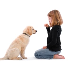 The Easiest Tricks to Teach Your Dog