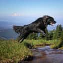 Leap or Jump on Random Easiest Tricks to Teach Your Dog