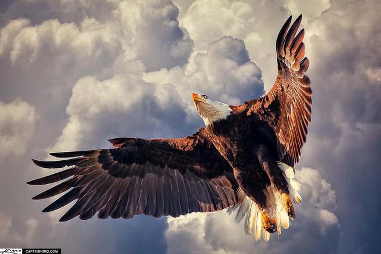 Самый красивый орел. Орел. Крылья орла. Орел с расправленными крыльями.