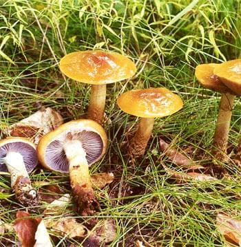 The Top 10 Most Dangerous Fruits and Vegetables in the World