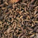 Maggot on Random Scariest Animals in the World