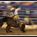 Rodeo on Random Most Popular Sports In America