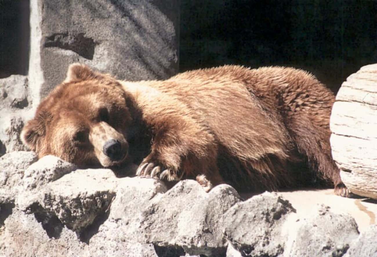 animals-that-hibernate-interesting-facts-about-hibernation