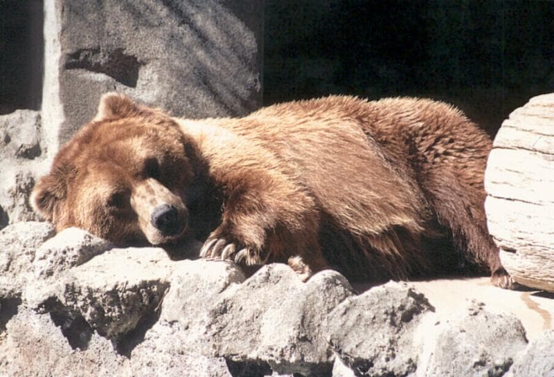 bears hibernate