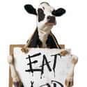 Chick-fil-A Cows on Random Most Memorable Advertising Mascots