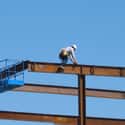 Structural Iron and Steel Workers on Random Most Dangerous Jobs in America