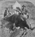 Gen. Custer And Col. Ludlow With A Grizzly, 1874 on Random Beautiful Old Photos Of Life In The Real Wild West