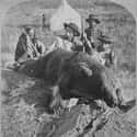 Gen. Custer And Col. Ludlow With A Grizzly, 1874 on Random Beautiful Old Photos Of Life In The Real Wild West