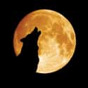 Dogs Howling at Night is listed (or ranked) 29 on the list The Superstitions You Secretly Believe