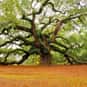 Old Trees is listed (or ranked) 17 on the list The Objects & Things We Become Attached to the Most