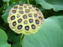 These Freshly Bloomed Lotus Pods on Random Vomit-Inducing Photos Will Trigger Your Trypophobia