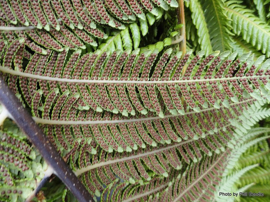 fern-leaves-photo-u1