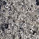 Barnacles on Random Vomit-Inducing Photos Will Trigger Your Trypophobia