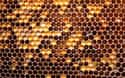 This Honeycomb on Random Vomit-Inducing Photos Will Trigger Your Trypophobia