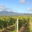 Margan Family Winemakers on Random Best Australian Wine Brands