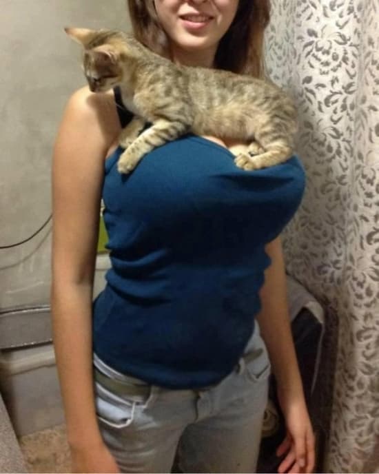 The 48 Best Photos of Cats and Boobs (Page 2)