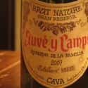 Juvé Y Camps on Random Best Wineries in Spain