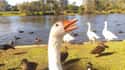 Silly Goose on Random Greatest Animal Photobombs