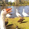 Silly Goose on Random Greatest Animal Photobombs
