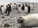 Heyyy Penguins! on Random Greatest Animal Photobombs