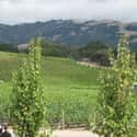 Lancaster Estate on Random Best Wineries in Sonoma Valley