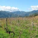 Domaine De Torraccia on Random Best Wineries in France