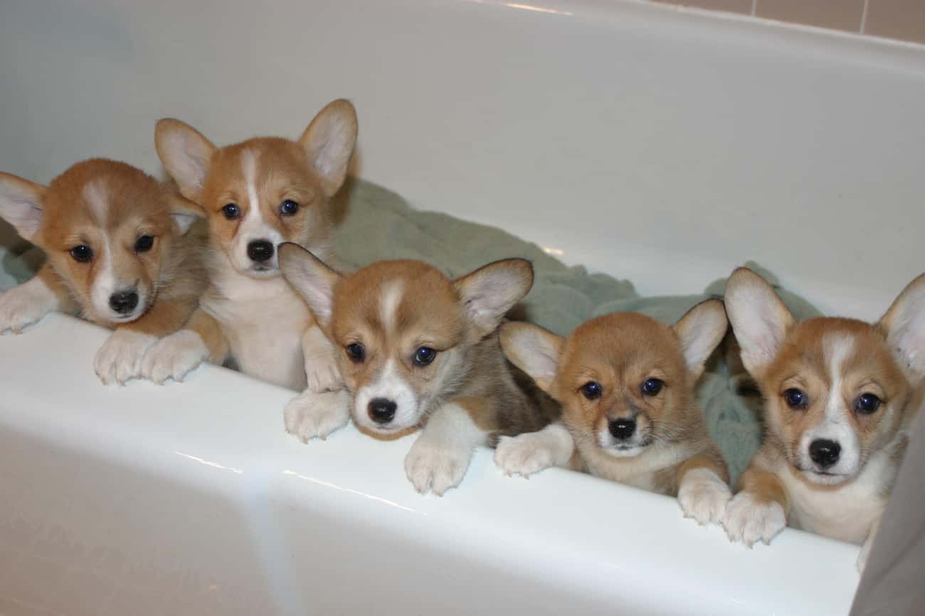 Bath Time Again?