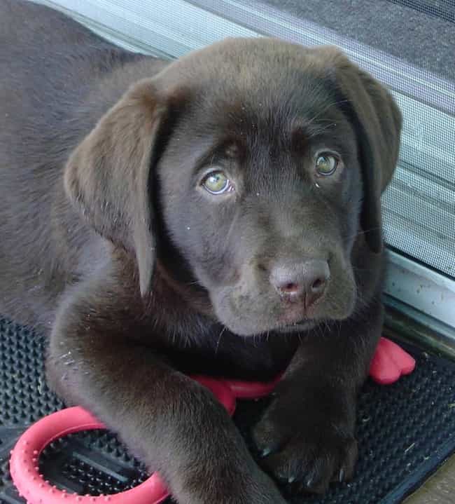 Please Play With Me, Please? is listed (or ranked) 4 on the list The Cutest Chocolate Lab Pictures