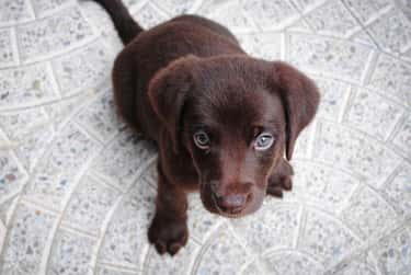 Cutest Chocolate Lab Pictures Cute Chocolate Labrador Photo Gallery